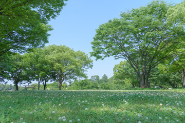 芝生