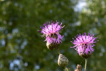Blooming flower of Milk thistle, macro