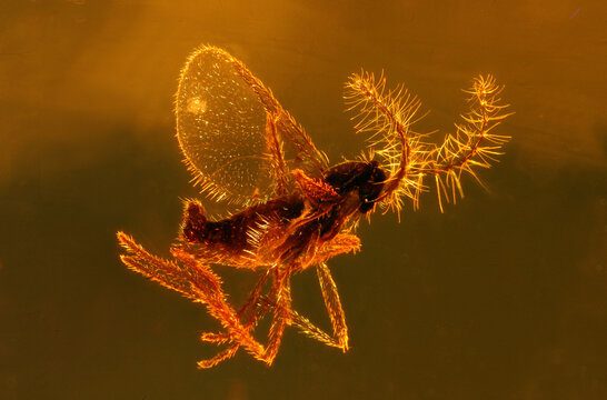Gallmücke Mücke unter dem Mikroskop, Nahaufnahme, Makrofotografie
