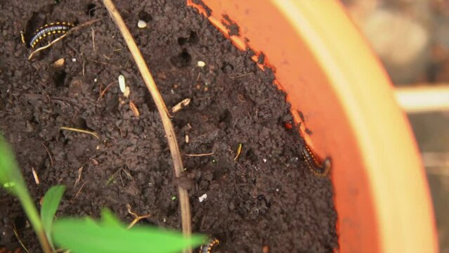 Garden clay pot with worms, flatworms in the dirt.