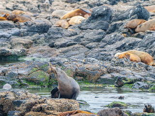 Fototapeta premium Whiskery Seal