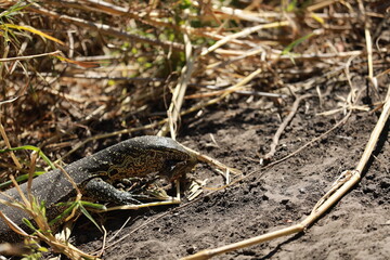 Lizard Fighs against Mongooses 