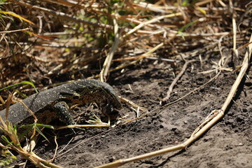 Naklejka premium Lizard Fighs against Mongooses 