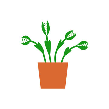 Venus Flytrap in a pot flat style illustration, decorative houseplant at home.