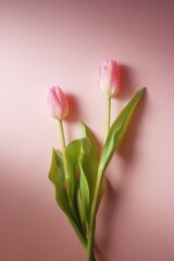 春イメージ　ピンクのチューリップ