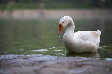 white swan on the lake