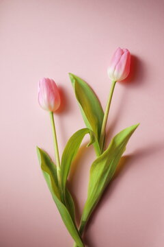 春イメージ　ピンクのチューリップ