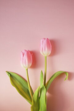 春イメージ　ピンクのチューリップ