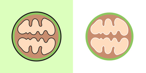 Linear pecan icon, outline vector icon, linear icon, two color options