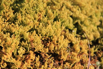 コケ(苔)/起伏のある場所に密生しているコケ