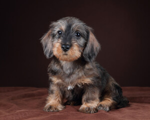 Cute dachshund puppy on a brown background. Wirehaired Dachshund Puppy