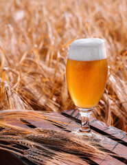 glass of blonde beer on wooden table with sunny wheat field