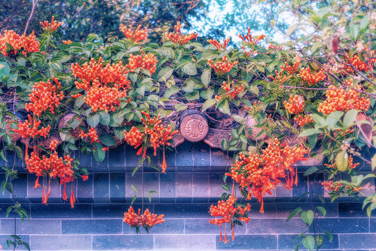 Pyrostegia venusta flower, also known as flamevine or orange trumpet vine of the family Bignoniaceae,  an evergreen, vigorously-growing climber. A fence in the Chinese traditional style. 