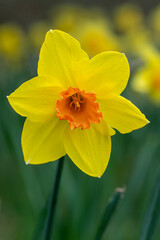 Obraz premium Narcissus Fortissimo Daffodils flower