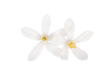 Orange Blossom. Close-up. Flower isolated on white background.