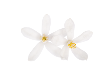 Orange Blossom. Close-up. Flower isolated on transparent background.