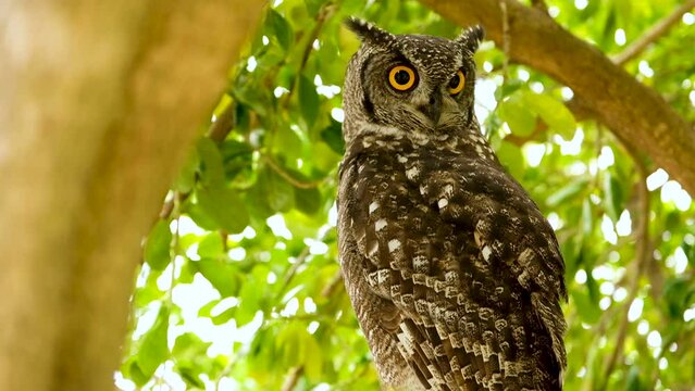 Spotted Eagle-Owl in tree turns head to look behind; intense facial expression