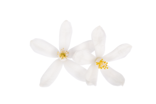 Orange Blossom. Close-up. Flower isolated on transparent background.