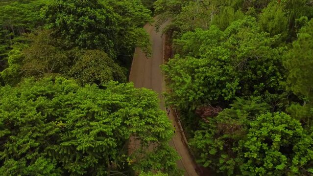 Aerial footage of runners on a road passing a forest