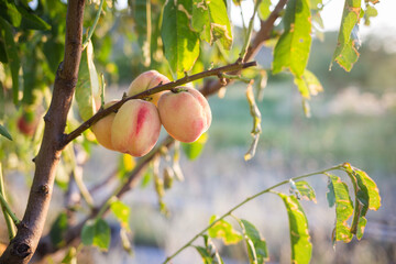 ripe peaches on tree. summer garden with natural healthy fruits