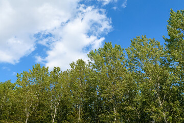 Po Valley landscape field cultivation nature natural agriculture farmhouse tree earth