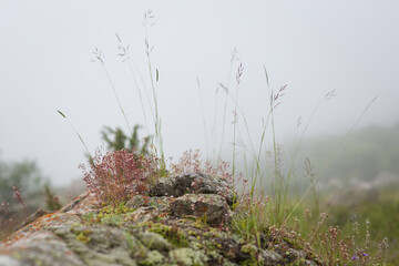 grass and plants in mountainous natural landscape in fog. summer or autumn background