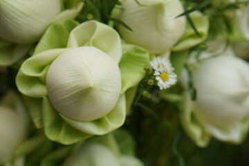 White lotus flowers are used to worship the Lord Buddha.