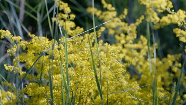 Lady's bedstraw or Galium Verum in the grass in summer closeup