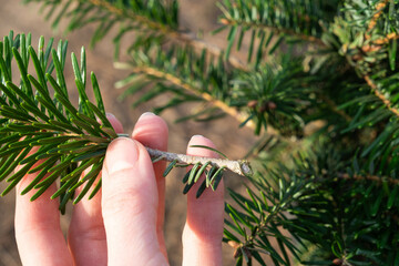 Pruning fir with pruning shears in spring. The formation of the crown of a coniferous plant, garden...