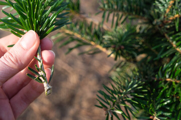 Pruning fir with pruning shears in spring. The formation of the crown of a coniferous plant, garden...