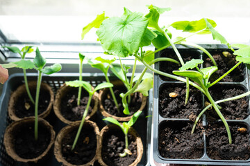 Seedlings of cucumbers and zucchini in peat glasses for planting on a garden bed in the spring on...