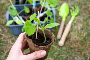 Seedlings of zucchini in peat glasses for planting on a garden bed in the spring.