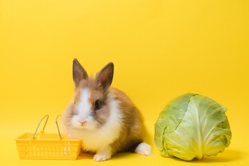 rabbit standing and hold the shopping cart on collored background. Lovely action of young rabbit as shopping.