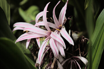 Pink showy flowers of Crinum asiaticum, giant crinum lily, natural macro floral background
