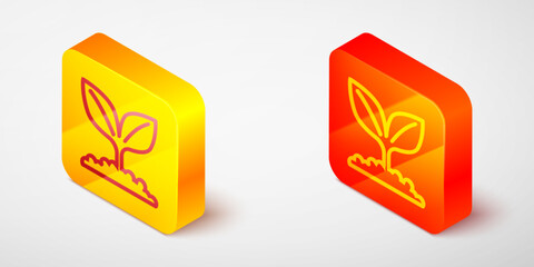 Isometric line Plant icon isolated on grey background. Seed and seedling. Leaves sign. Leaf nature. Yellow and orange square button. Vector