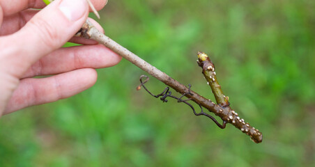 The stem of a branch with germinating rudiments of roots close-up - vegetative reproduction of garden plants