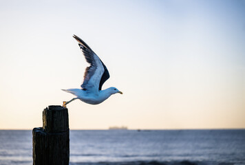 Seagull flying away from the wooden post.