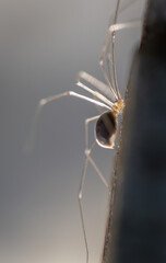 Close-up image of a daddy long legs spider (Pholcus phalangioides) or skull spider.  Vertical format.