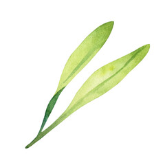 Hand drawn watercolor green olive leaves. Floral illustration isolated on a white background.