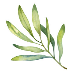 Hand drawn watercolor green olive branch. Floral illustration isolated on a white background.