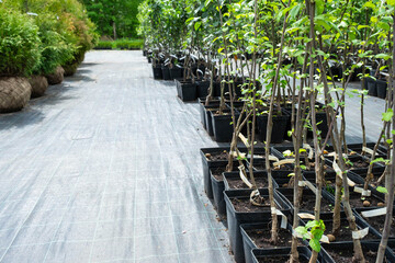 Nursery of fruit and berry trees and bushes for planting on a garden plot in the garden