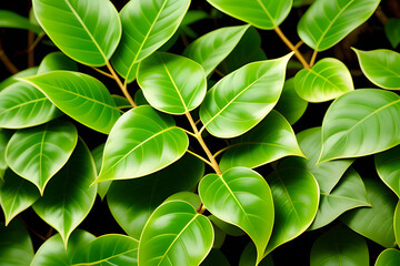 Green leaves Javanese treebine or Grape ivy jungle vine hanging ivy plant bush