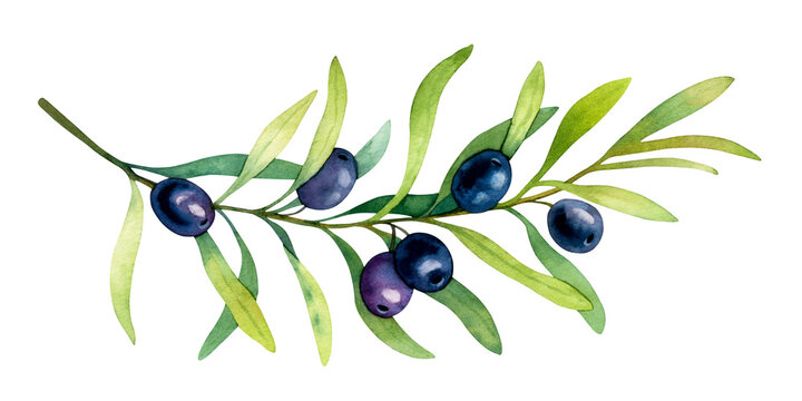 Watercolor floral illustration of long olive branch with black olives isolated on a white background.