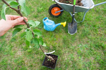 An apple tree seedling in the garden is prepared for planting in the open ground. Fruit tree from the nursery, growing organic fruits on your site