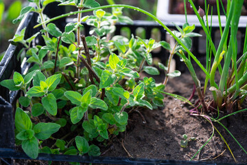 Cultivation of eco-friendly herbs in the garden onion, mint, thyme