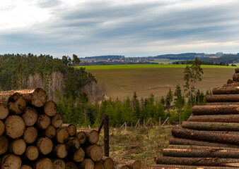 Timber harvesting. Pile, stack of many sawn logs of pine trees.