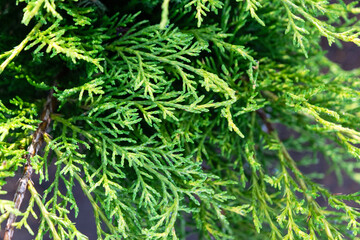 Young shoots with fresh bright green needles on juniper branches, thuja. Pattern, green natural background