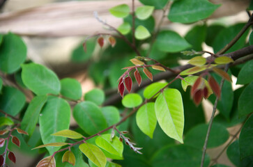Red new leaf with shadow depth 