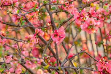 Chinese quince blooming in spring
