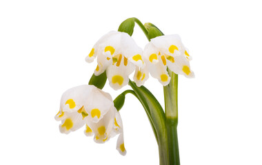 Carpathian snowdrop (white flower) isolated